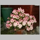 rhododendron_01.jpg, 2.25 MB, 29.05.2006 / 10:46:50